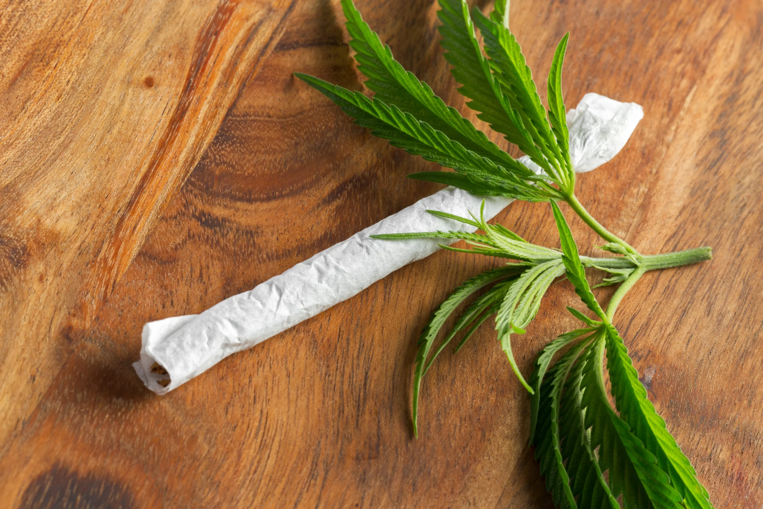 Actualment esteu veient Efectes del cànnabis: anàlisis de la salud mental i física